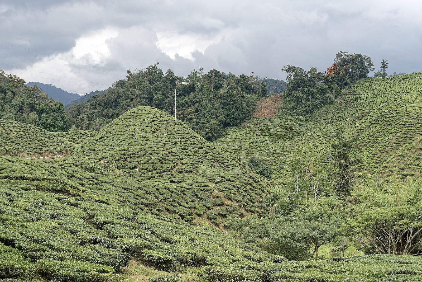 Cameron Bharat Tea Plantation, Cameron Highlands, Malaysia, 1514 4106