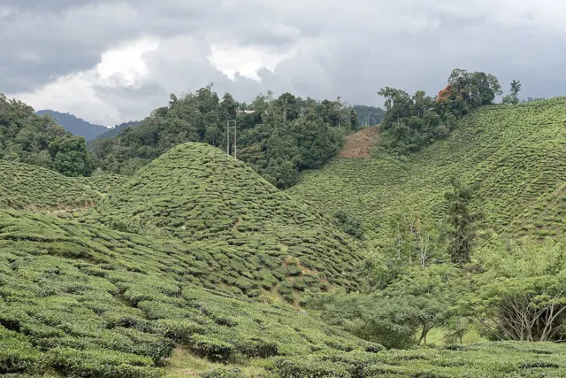 Cameron Bharat Tea Plantation, Cameron Highlands, Malaysia, 1514 4106