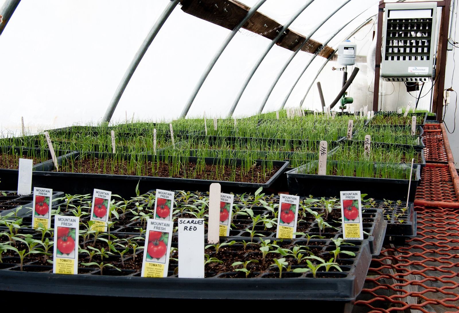 The first greenhouse is about half full