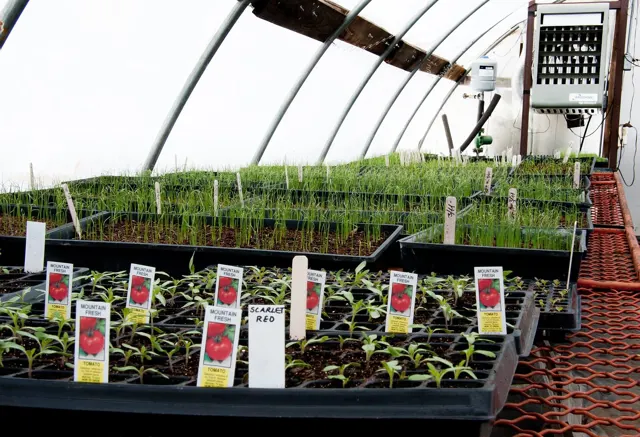 The first greenhouse is about half full