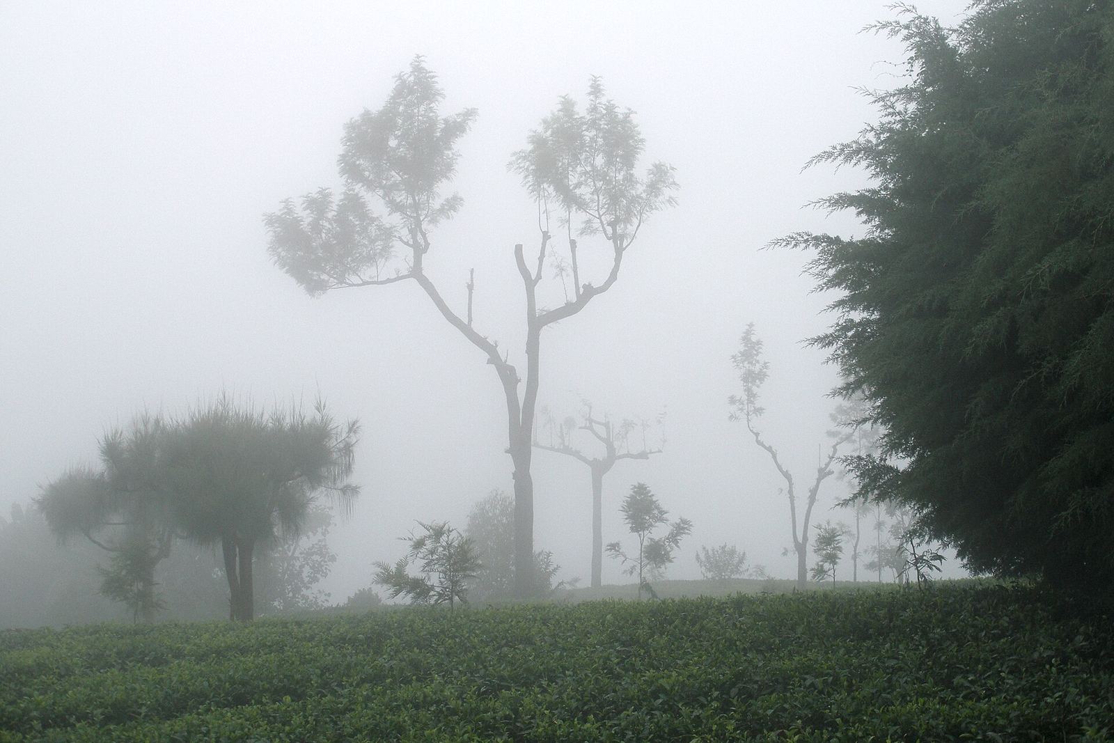 Haputale, Sri Lanka, Tea plantations in fog 3