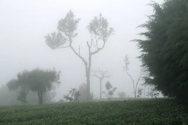 Haputale, Sri Lanka, Tea plantations in fog 3