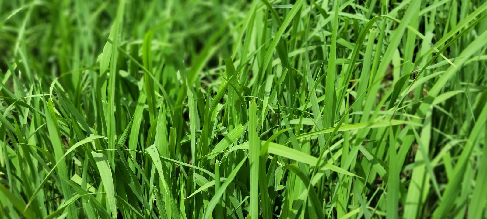 Rice farm 4