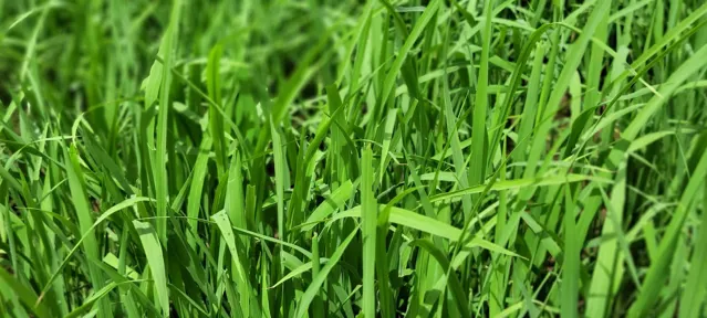 Rice farm 4