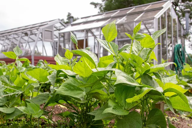 Vegetable garden at Eisenhower National Historic Site with the greenhouse in the background. (dcaee63f-c8bc-4b33-9dd2-3a5ce1e05021)