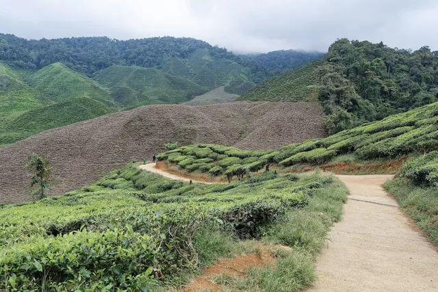 Cameron Bharat Tea Plantation, Cameron Highlands, Malaysia, 1535 4120