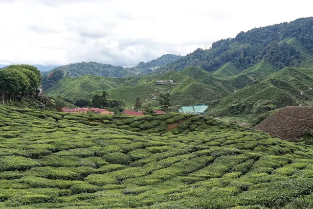 Cameron Bharat Tea Plantation, Cameron Highlands, Malaysia, 1432 4034