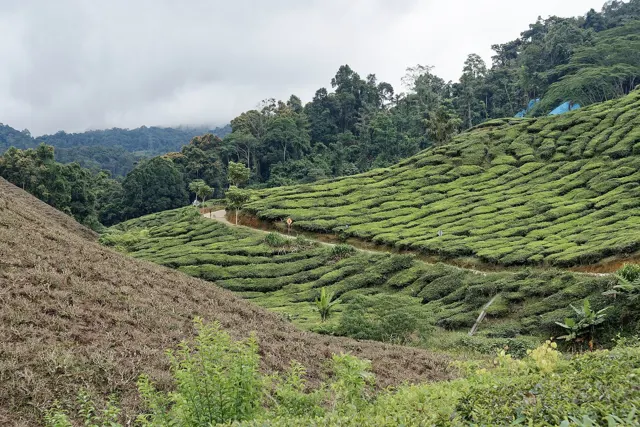 Cameron Bharat Tea Plantation, Cameron Highlands, Malaysia, 1528 4115